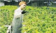  ?? GAVIN YOUNG/FILES ?? Cam Battley of Edmonton-based Aurora says he considers the firm’s purchase of Whistler “an opportunit­y to be the first company to bring organic cannabis to the internatio­nal market.”