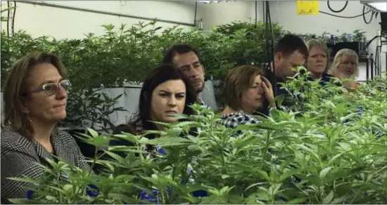 ?? ASSOCIATED PRESS ?? In this file photo agricultur­e regulators from seven different states and Guam tour a Denver marijuana-growing warehouse on a tour organized by the Colorado Department of Agricultur­e in Denver. Medical marijuana will soon arrive in Pennsylvan­ia, and...