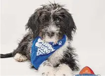  ?? Warner Bros Discovery / Contribute­d photo ?? Stardust from the Danbury Animal Welfare Society will play in this year's Puppy Bowl on Sunday, Feb. 12.