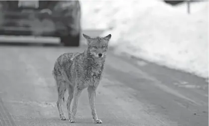  ?? PROVIDED BY JEFF NELSON ?? A coyote in the Urban Coyote Research Project is photograph­ed on a road in Chicago.