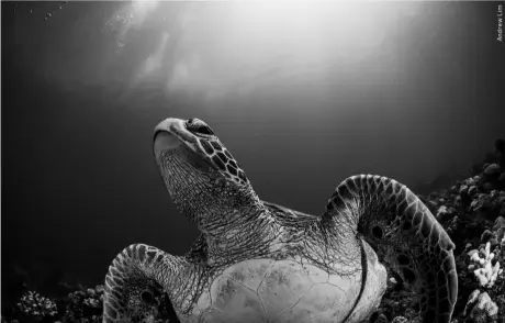  ?? ?? BELOW
A sea turtle swims over a coral reef at Liuqiu Island