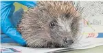  ?? Picture: PA. ?? Ratty the hedgehog.