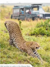  ??  ?? Well spotted on safari in the Maasai Mara.