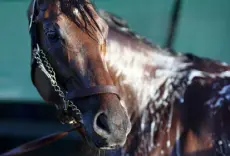  ?? Rob Carr, Getty Images ?? Epicenter is bathed following a training session for the 147th Running of the Preakness Stakes at Pimlico Race Course earlier this week.