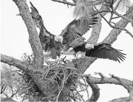  ?? RED HUBER/STAFF FILE PHOTO ?? A pair of American bald eagles return to Greenwood Cemetery to build a nest last October after Hurricane Irma had blown it away.