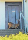  ?? FOTO: PRIVAT ?? Ein Anwohner der Federburgs­traße in Ravensburg hat dieses Bild geschossen. Das Reh scheint schon über ein Jahr in der Gegend zu sein.