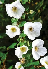  ??  ?? A SIGN OF
SPRING: The white flowers of Rubus Benenden. Top: A winter garden featuring Rubus Thibetanus