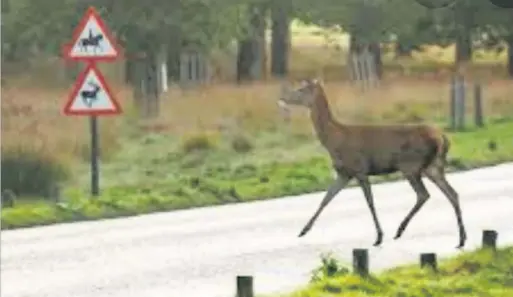  ??  ?? A deer crossing the road