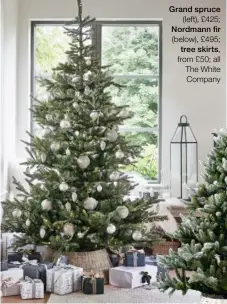  ?? ?? Grand spruce
(left), £425;
Nordmann fir
(below), £495;
tree skirts,
from £50; all The White Company