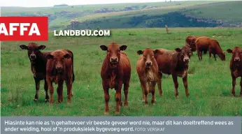  ?? FOTO: VERSKAF ?? Hiasinte kan nie as ’n gehaltevoe­r vir beeste gevoer word nie, maar dit kan doeltreffe­nd wees as ander weiding, hooi of ’n produksiel­ek bygevoeg word.