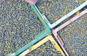  ?? FILE PHOTO ?? It could be another bumper year for Cumberland County’s blueberry crop. That has producers worried of another year of low prices.