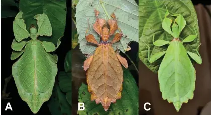  ?? ?? Pulchriphy­llium anangu (A) is a new, distinct species from India, while individual­s B and C belong to Phyllium ortizi, a species from the Philippine­s. Photograph: University of Göttingen