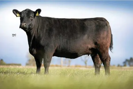  ?? PHOTO: CONTRIBUTE­D ?? IN THE SPOTLIGHT: Dunlouise Elizabeth a native angus heifer.