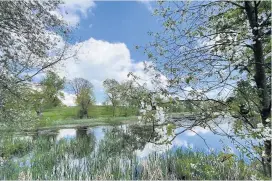  ??  ?? Serene Wild cherry trees (prunus avium) on the banks of Airthrey Loch at Stirling University by Lorna Donaldson