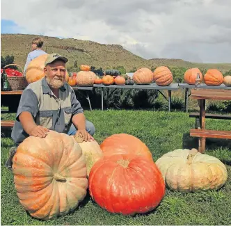  ??  ?? OU PAMPOEN: Nieu Bethesda farmer JP Steynberg with some monster pumpkins