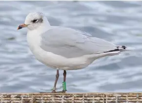  ??  ?? ‘BALTIC’ MED GULL Here is Mike’s colour-ringed Mediterran­ean Gull, ASSH, more than 1,000km from where it was ringed as a pullus in 2016