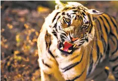  ??  ?? A tiger filmed in India’s Bandhavgar­h National Park for the new series