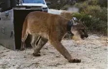  ?? California Department of Fish and Wildlife ?? A mountain lion named Monrovia was released after being rehabilita­ted following burns to her paws from a wildfire. She was found dead after living in the wild for almost a year.