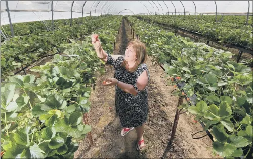  ?? PICTURES: SIMON HULME ?? ‘INCREDIBLE RESPONSE’: Janet Oldroyd-Hulme, whose family farms at Oldroyd & Sons, Rothwell, Leeds, picking some of their strawberri­es.