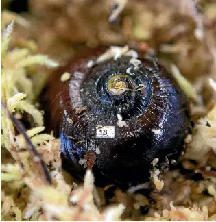  ??  ?? Powellipha­nta augusta is kept in plastic containers in two cold-stores at the Department of Conservati­on’s Hokitika office.