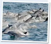  ??  ?? UNUSUAL COMPANY: Dolphins can often be spotted in the ocean from the sixth fairway at Saadiyat