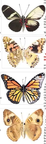  ?? Arnaud Martin / George Washington University via New York Times ?? From top, wing patterns of normal Sara Longwing, Painted Lady, Monarch and Buckeye butterflie­s, left, compared to a mutant butterfly generated with the Crispr-Cas gene editing technique.