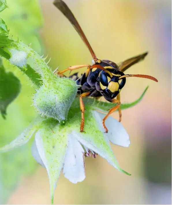  ??  ?? A Common wasp lands on a raspberry flower. Wasps are increasing­ly recognised as valuable pollinator­s, feeding on high-energy nectar.