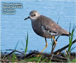  ?? ?? White-tailed Lapwing, Blacktoft Sands RSPB, East Yorkshire, 29 September