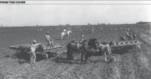  ?? Courtesy Library of Congress ?? These African-American males picking potatoes in 1909 were possibly prisoners at the Imperial Prison Farm at Sugar Land, part of Texas’ convict-leasing system.