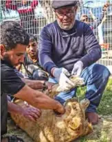  ??  ?? Palestinia­n veterinari­an Fayyaz Al-Haddad, holds the paw of the lioness “Falestine” after being declawed.