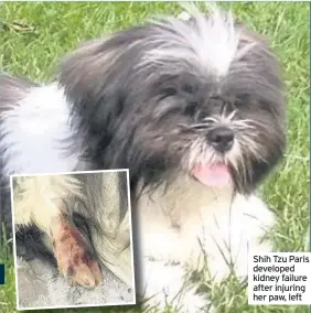  ??  ?? Shih Tzu Paris developed kidney failure after injuring her paw, left