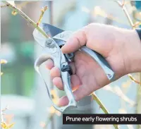  ??  ?? It’s time to sow lettuce, radish, spring onions and carrots at fortnightl­y intervals. Prune early flowering shrubs