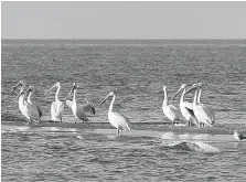  ?? SUMIKO ONISHI ?? American white pelicans are now found on Pelee Island.