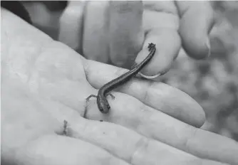  ?? CHRIS CONNORS/CAPE BRETON POST ?? This Eastern red-backed salamander was found under a rock in the forest surroundin­g Pottle Lake in North Sydney.