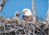  ?? ERNIE COWAN ?? Food, habitat and expanding numbers means more bald eagles are being seen.