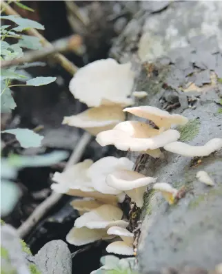  ?? LAURA BREHAUT ?? A fallen tree in southweste­rn Ontario is covered in oyster mushrooms ready for the picking.