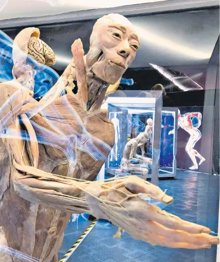  ?? ABEL CARDENAS / ADN ?? La exposición ‘Bodies’ ha recibido cerca de 30 millones de visitantes. Ahora regresa a Bogotá con cuerpos humanos reales conservado­s.