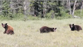  ?? PARKS CANADA ?? These three black bear cubs were found in a Vermilion Lakes washroom in April 2017. One has since died but two of the cubs are doing well after being released in the Banff area