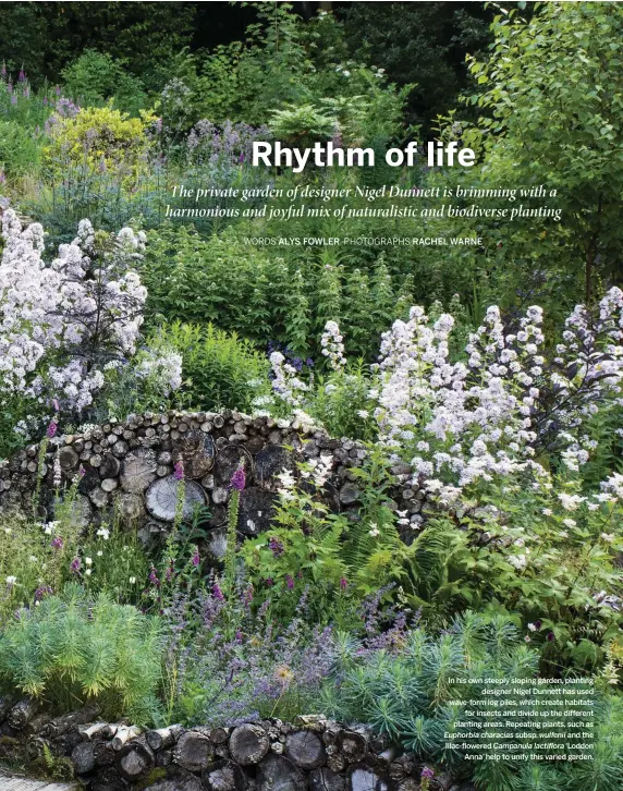  ??  ?? In his own steeply sloping garden, planting designer Nigel Dunnett has used wave-form log piles, which create habitats for insects and divide up the different planting areas. Repeating plants, such as Euphorbia characias subsp. wulfenii and the lilac-flowered Campanula lactiflora ‘Loddon Anna’ help to unify this varied garden.