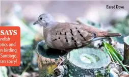  ??  ?? Eared Dove