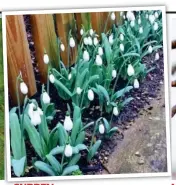  ??  ?? SURREY Snowdrops opened more than a month early in Farnham