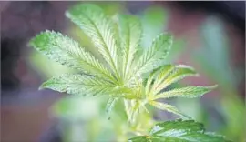  ?? Josh Edelson AFP/Getty Images ?? SAN DIEGO County’s biggest pot festival is set for Sept. 23 at the Del Mar Fairground­s, the venue’s first such event. Above, a pot plant in Mendocino County.