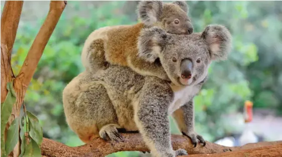  ??  ?? Australian ecologists are calling for the protection of koala population­s.