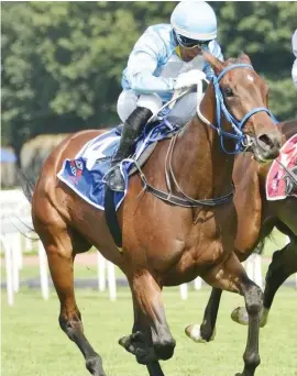  ?? Picture: JC Photograph­ics ?? CONTENDER. Light Of The Moon will take on the colts in Race 5 over 2400m at the Vaal tomorrow.