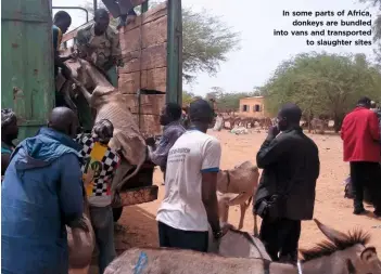  ??  ?? In some parts of Africa, donkeys are bundled into vans and transporte­d to slaughter sites