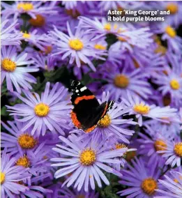  ??  ?? Aster ‘King George’ and it bold purple blooms