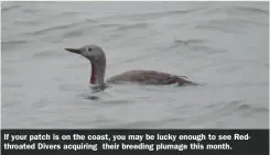  ?? ?? If your patch is on the coast, you may be lucky enough to see Redthroate­d Divers acquiring their breeding plumage this month.