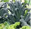  ??  ?? Black kale H75cm (30in ) S50cm (20in) 2