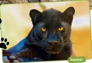  ?? ?? Panther