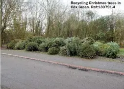  ?? ?? Recycling Christmas trees in Cox Green. Ref:130791-4
